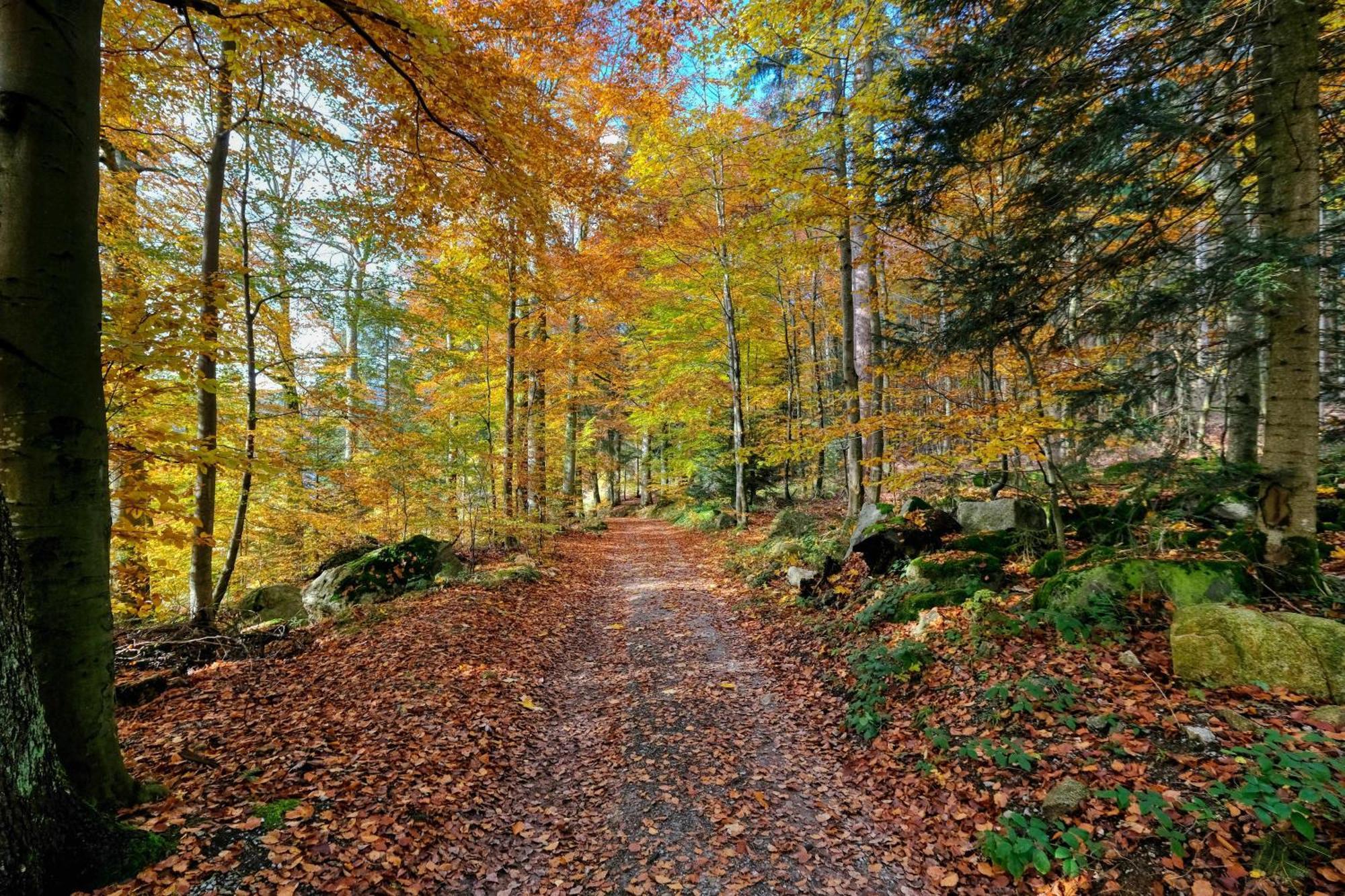 Zum Alten Waerterhaus Forbach Dış mekan fotoğraf